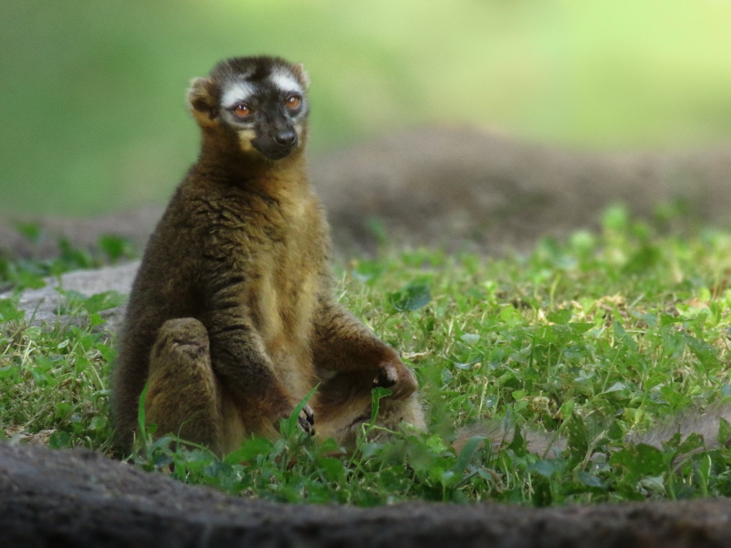 [September 2018] Tier Garten- red-fronted lemur (Eulemur rufifrons)