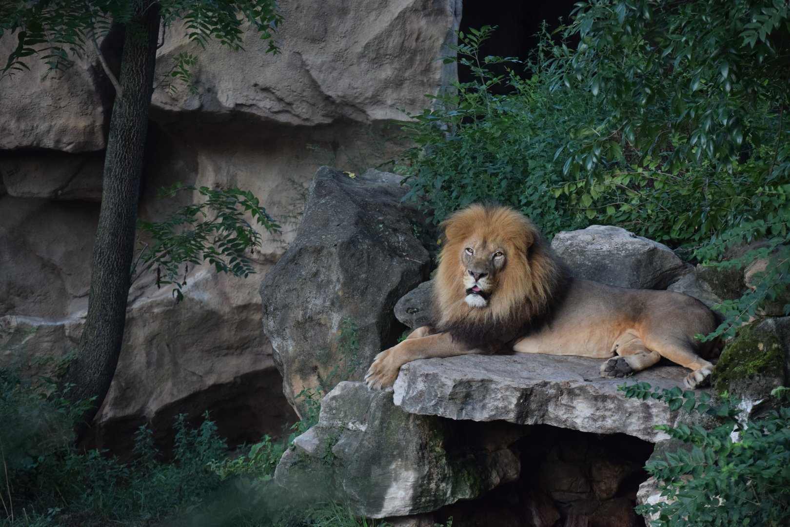 [September 2019] Big Cat Country- lion (Panthera leo) lying