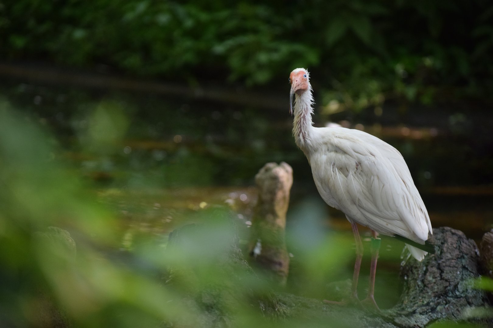 [September 2019] Cypress Swamp- white ibis (Eudocimus albus)