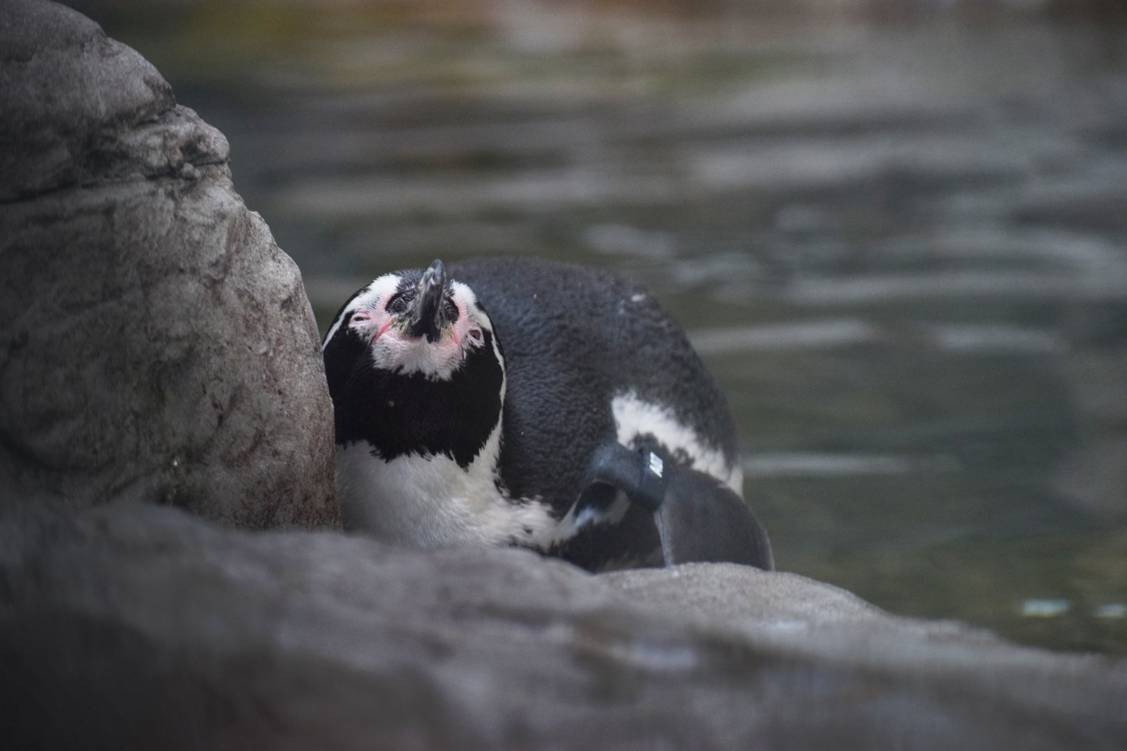 [September 2019] Penguin and Puffin Coast- Humboldt penguin (Spheniscus humboldti)