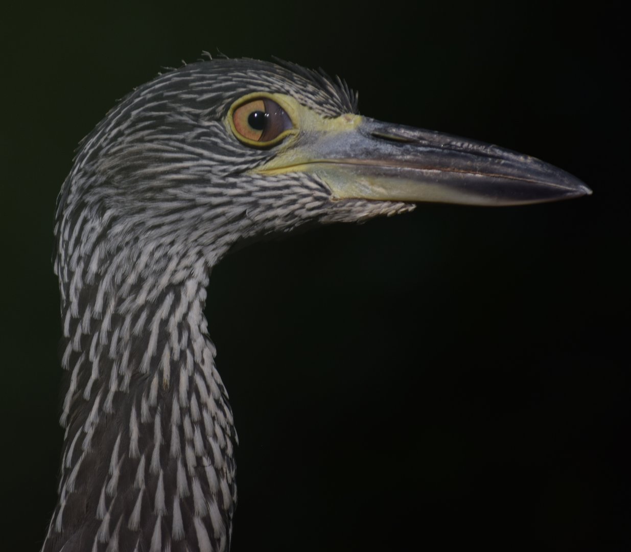 [September 2019] yellow-crowned night heron (Nyctanassa violacea) juvenile nictitating