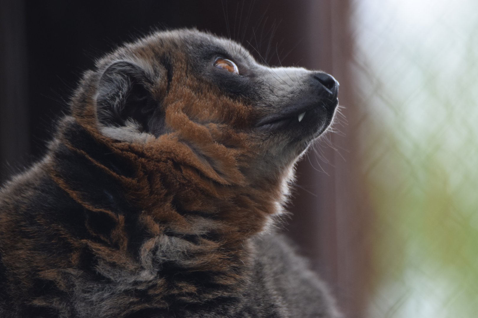 [September 2021] Canopy Trails- mongoose lemur (Eulemur mongoz)