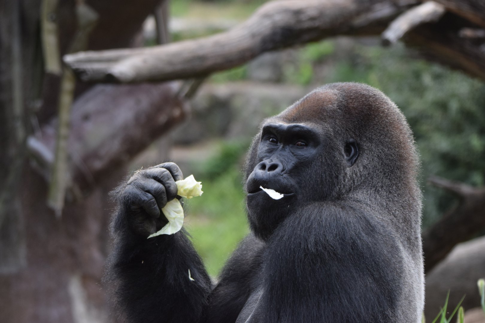 [September 2021] Fragile Forest- western lowland gorilla (Gorilla gorilla gorilla) eating
