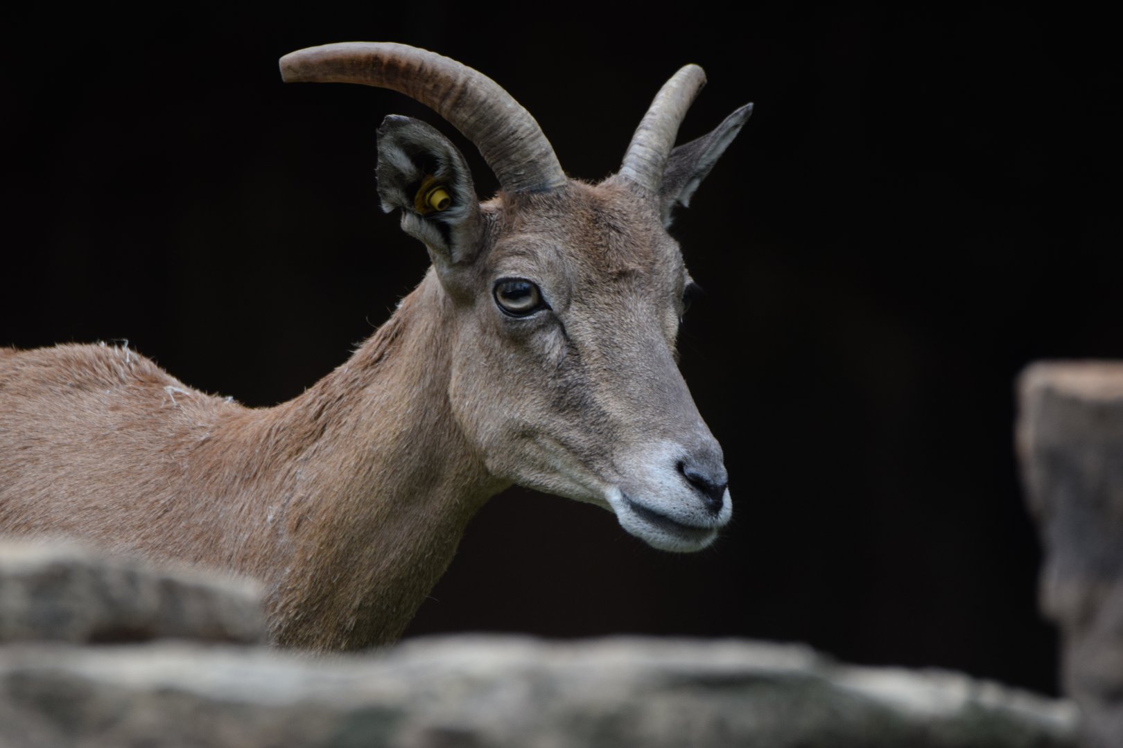 [September 2021] Red Rocks- Transcapian urial (Ovis orientalis arkal)