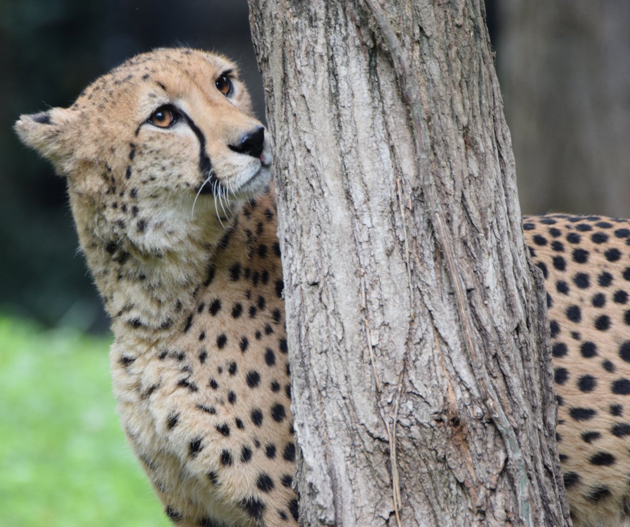 [September 2021] River's Edge- cheetah (Acinonyx jubatus) sniffing tree