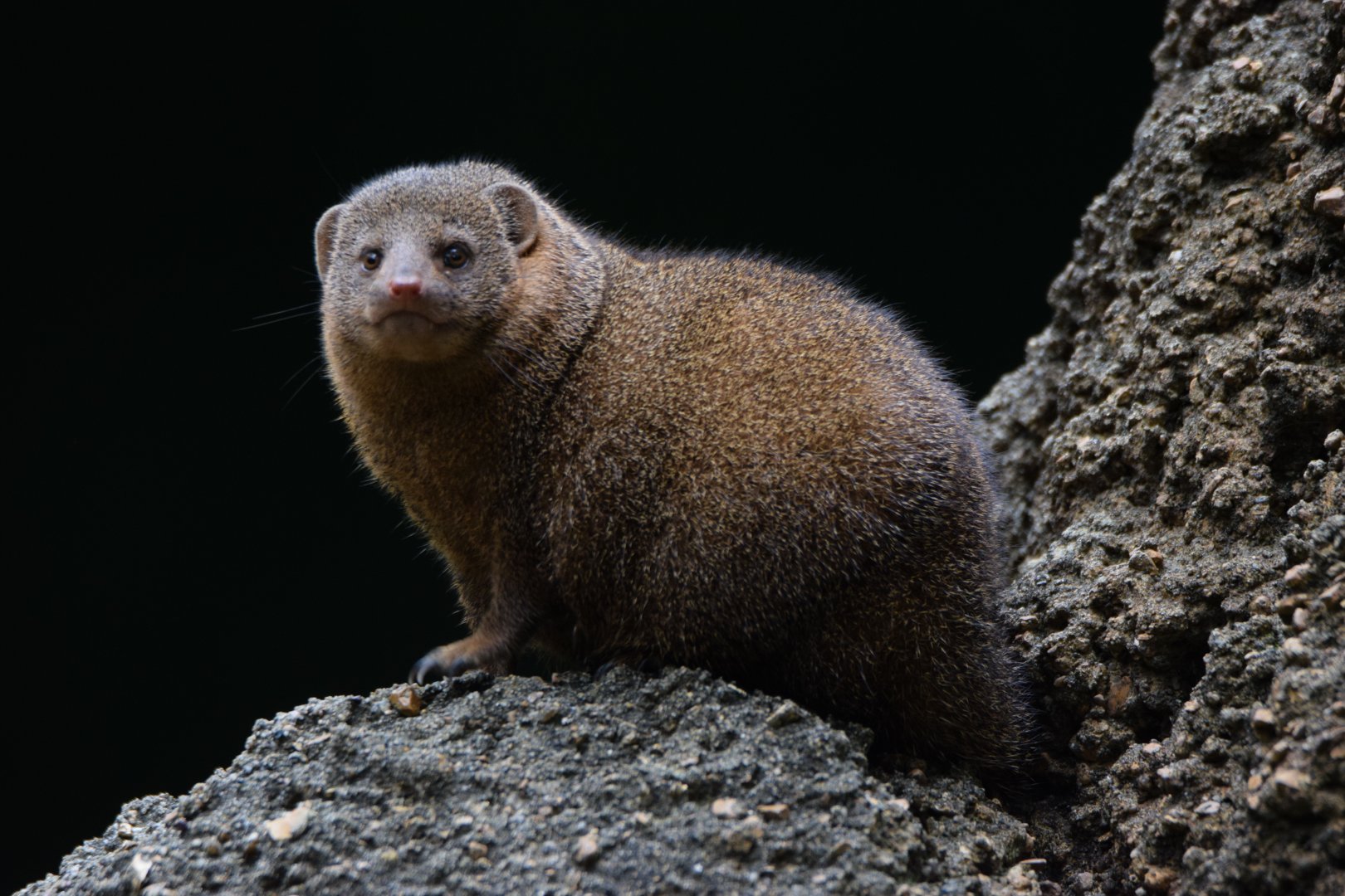 [September 2021] River's Edge- dwarf mongoose (Helogale parvula) on mock termite mound