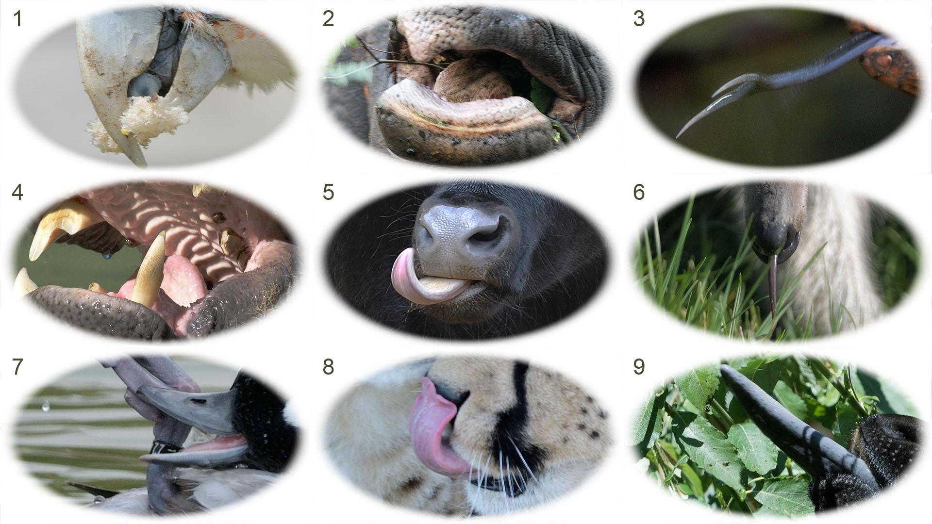 September Photo Quiz: Tongues & Consonants