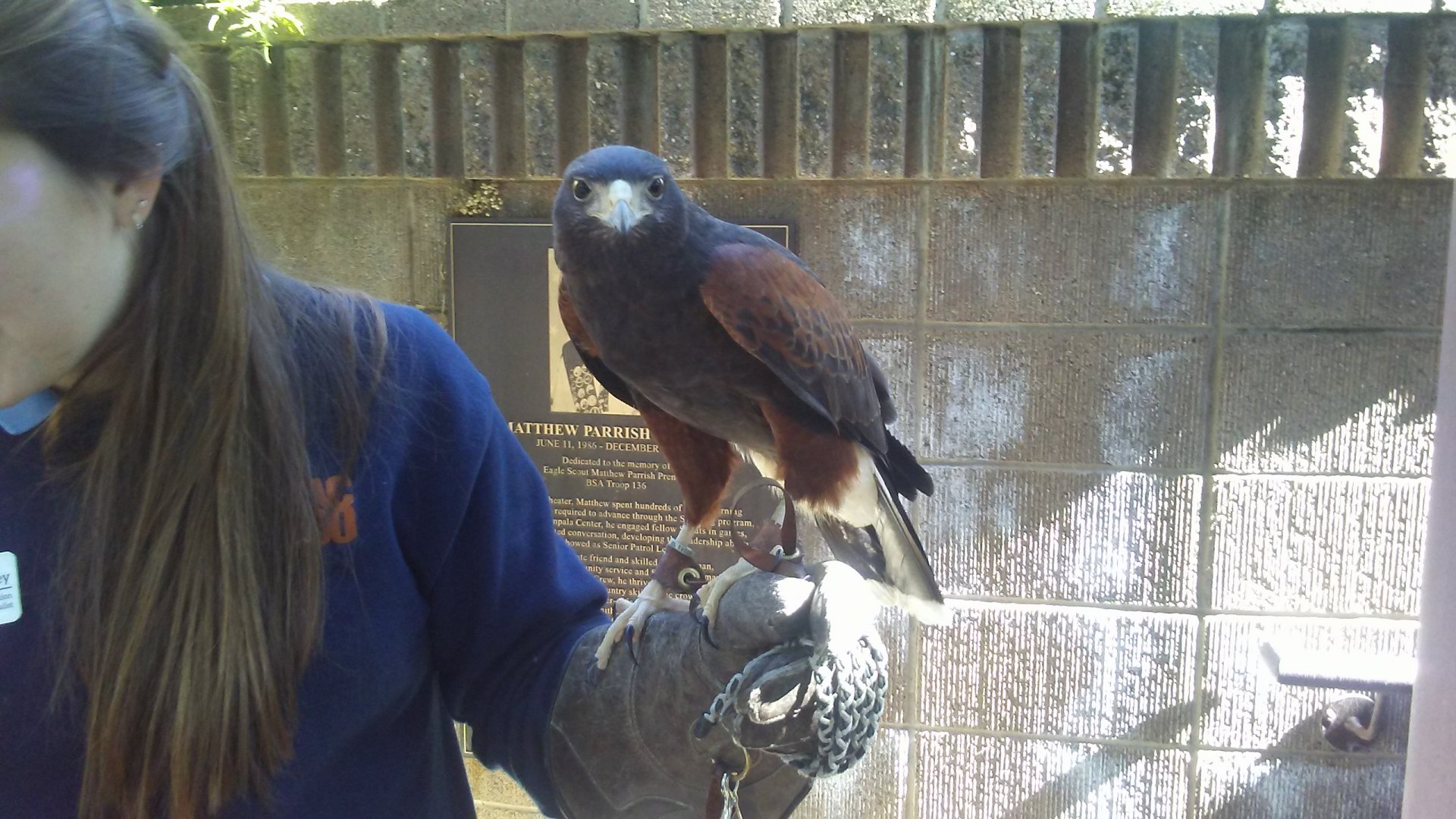 Sequoia the harris's hawk