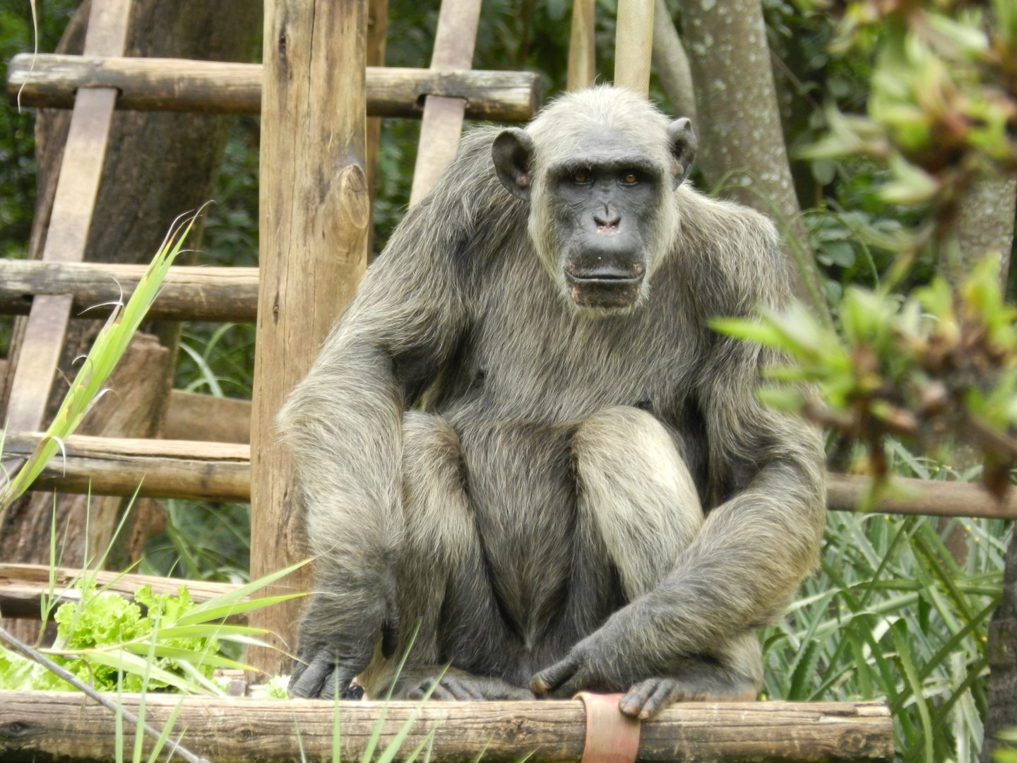 Serafim, the chimpanzee - Belo Horizonte zoo