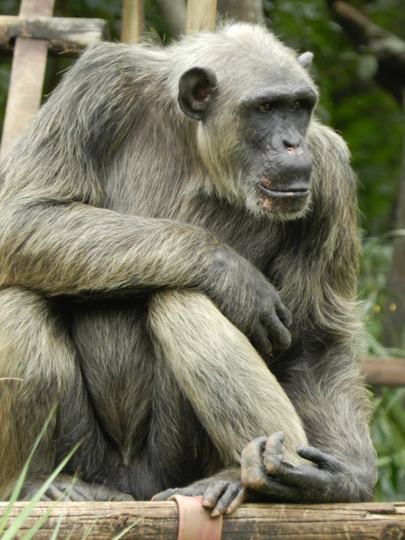 Serafim, the chimpanzee - Belo Horizonte zoo