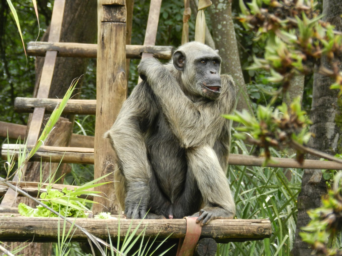 Serafim, the chimpanzee - Belo Horizonte zoo