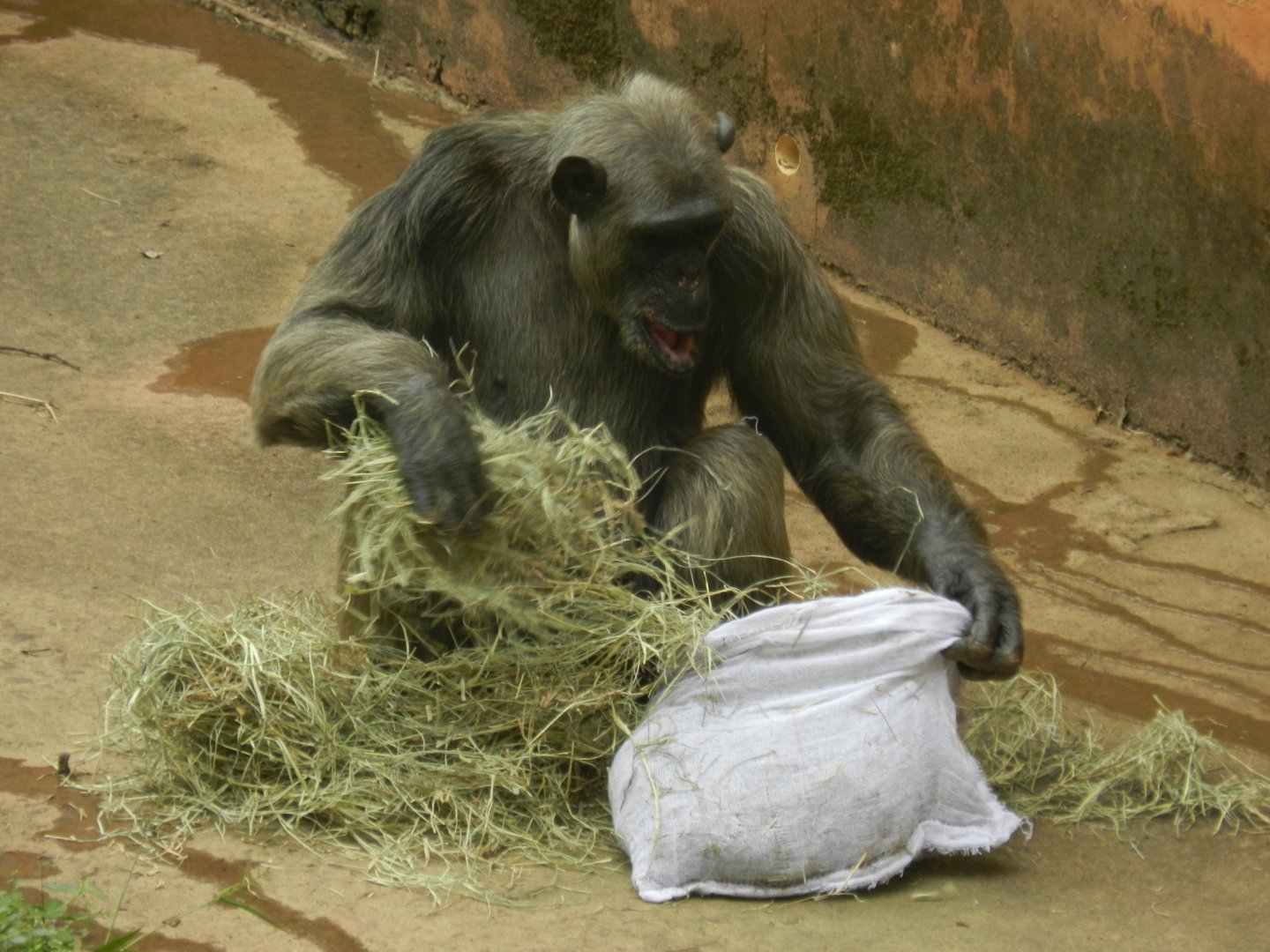 Serafim, the chimpanzee - Belo Horizonte zoo