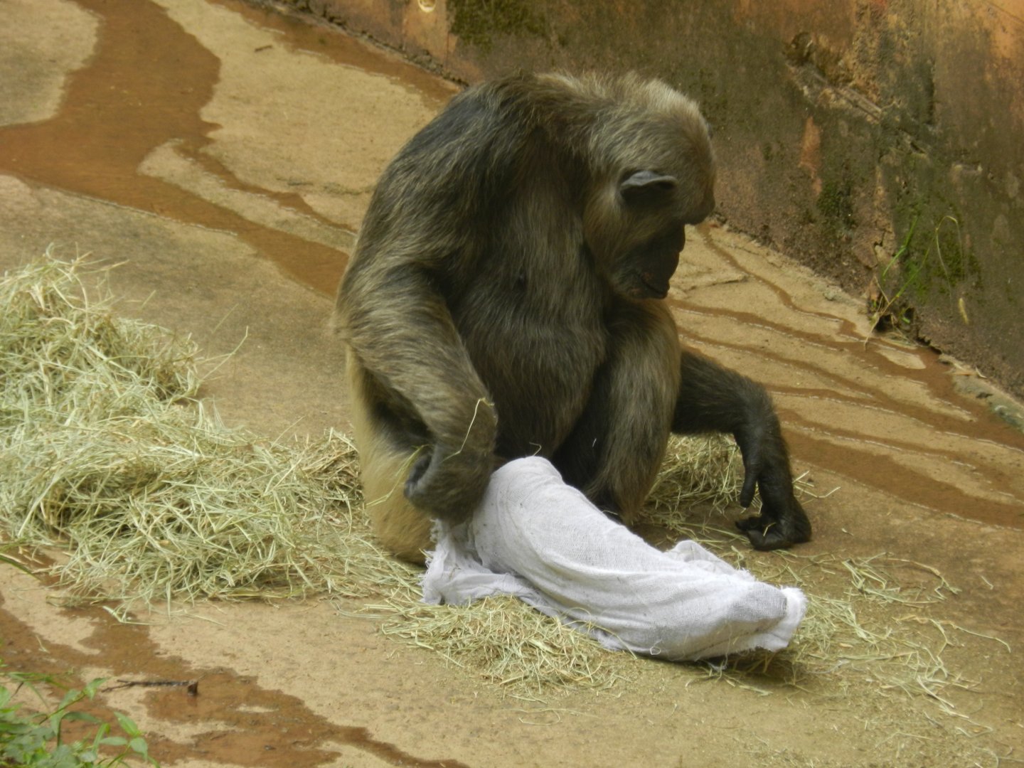 Serafim, the chimpanzee - Belo Horizonte zoo