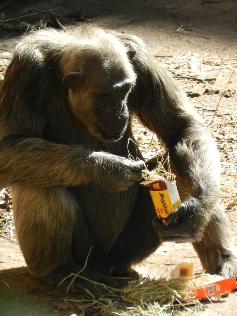 Serafim, the chimpanzee - Belo Horizonte zoo