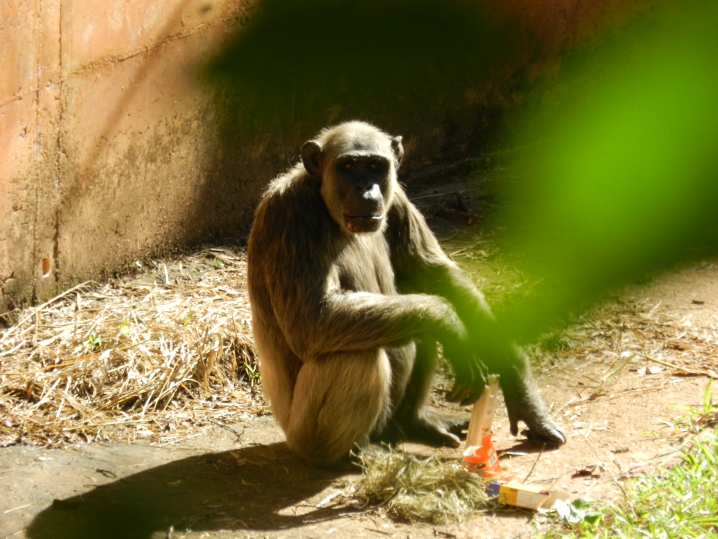 Serafim, the chimpanzee - Belo Horizonte zoo