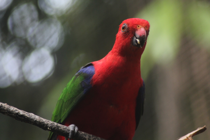 Seram king parrot (Alisterus amboinensis amboinensis)