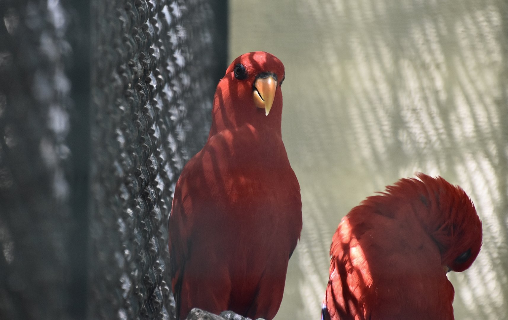 Seram Red Lory (Eos bornea bornea)