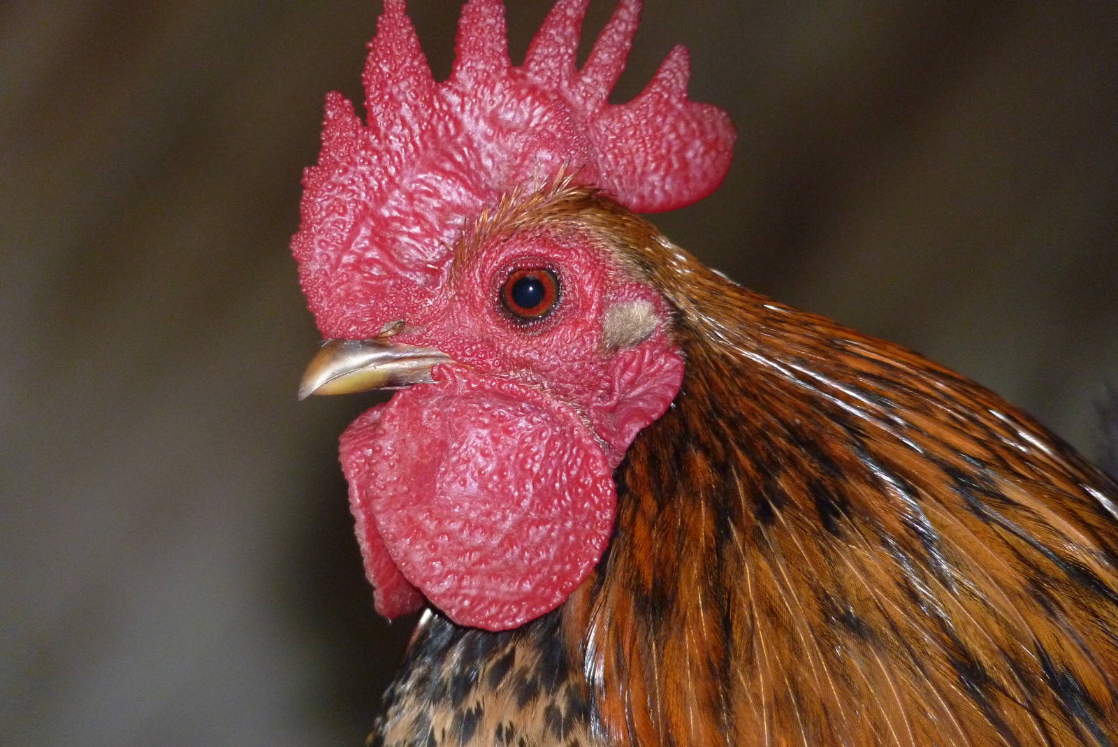 Serama Cockerel, February 2015