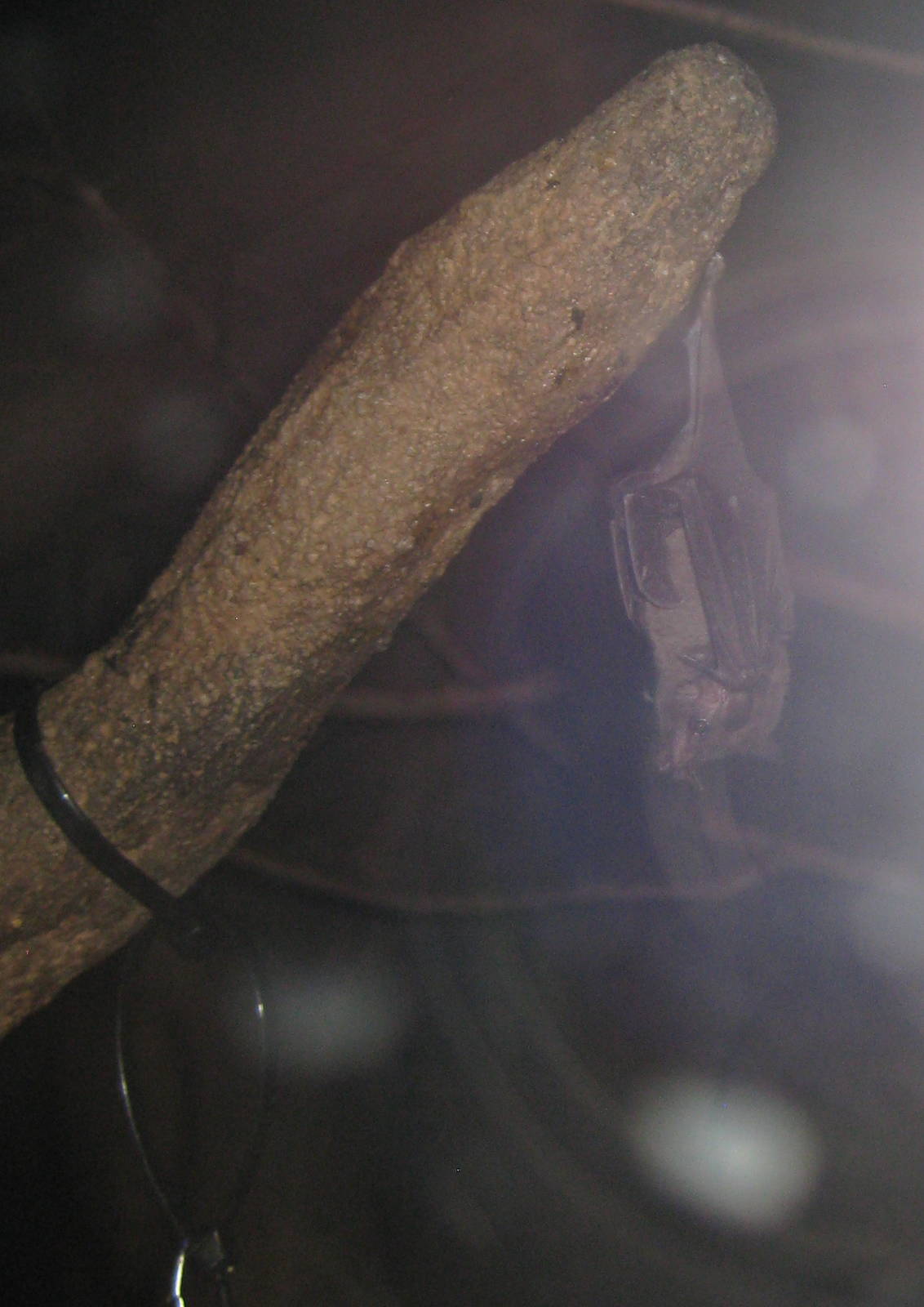 Serba's Short-Tailed Bat