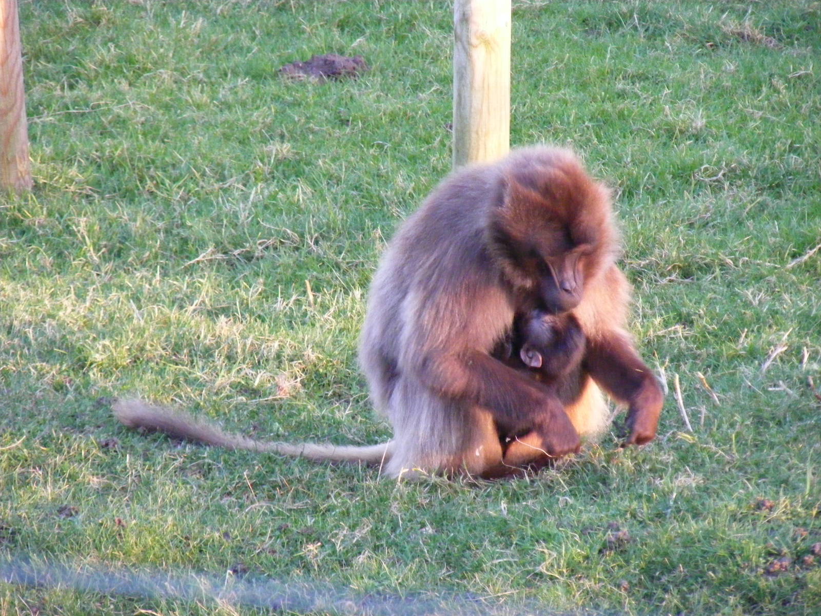 Sereba the gelada baboon with baby at Howletts Wild Animal Park, 12 Februar