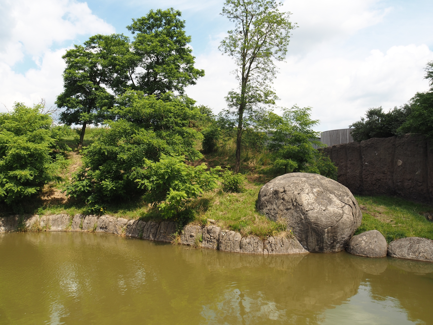 Serenga - African lion exhibit, 2024-06-23
