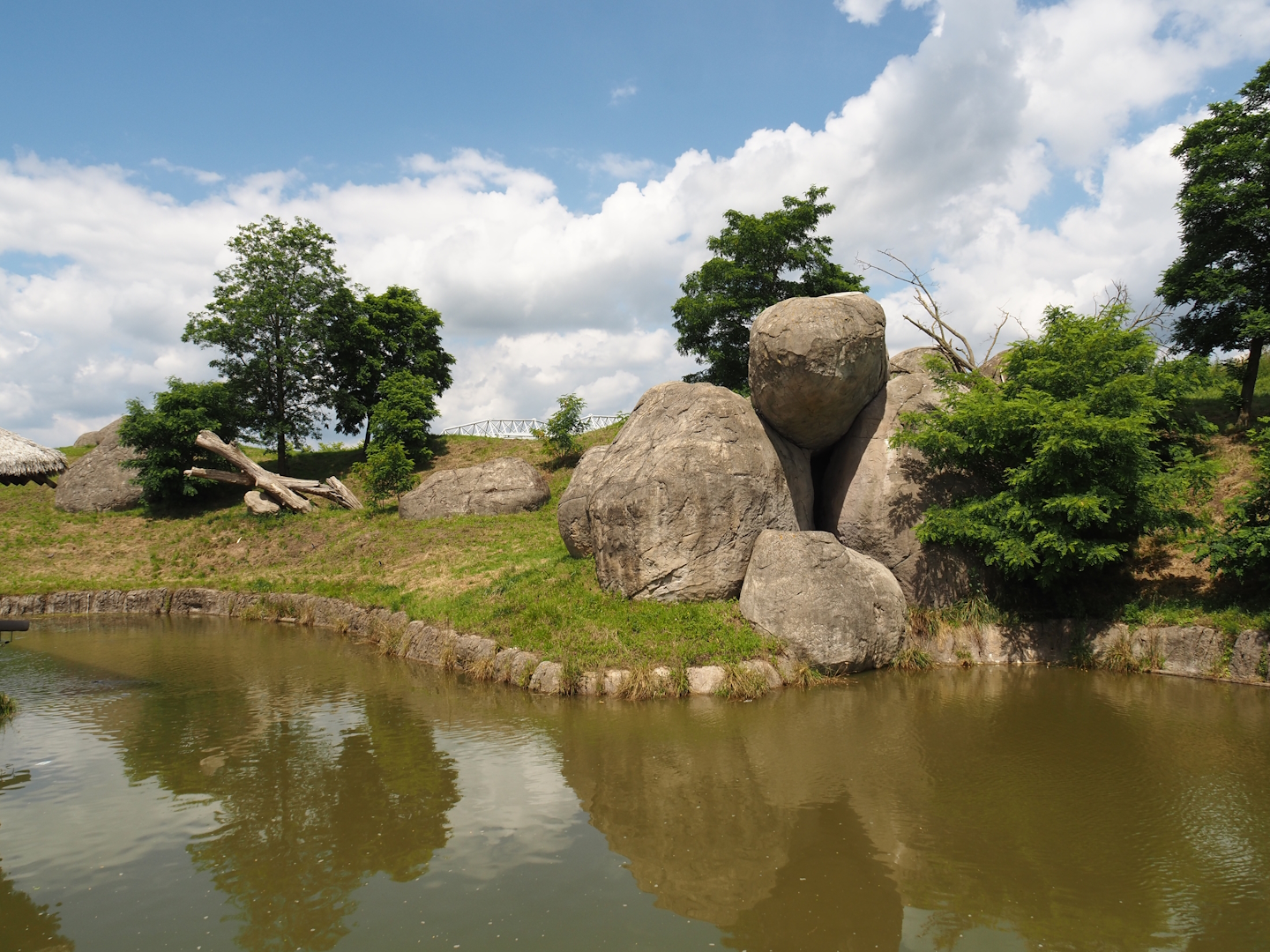 Serenga - African lion exhibit, 2024-06-23