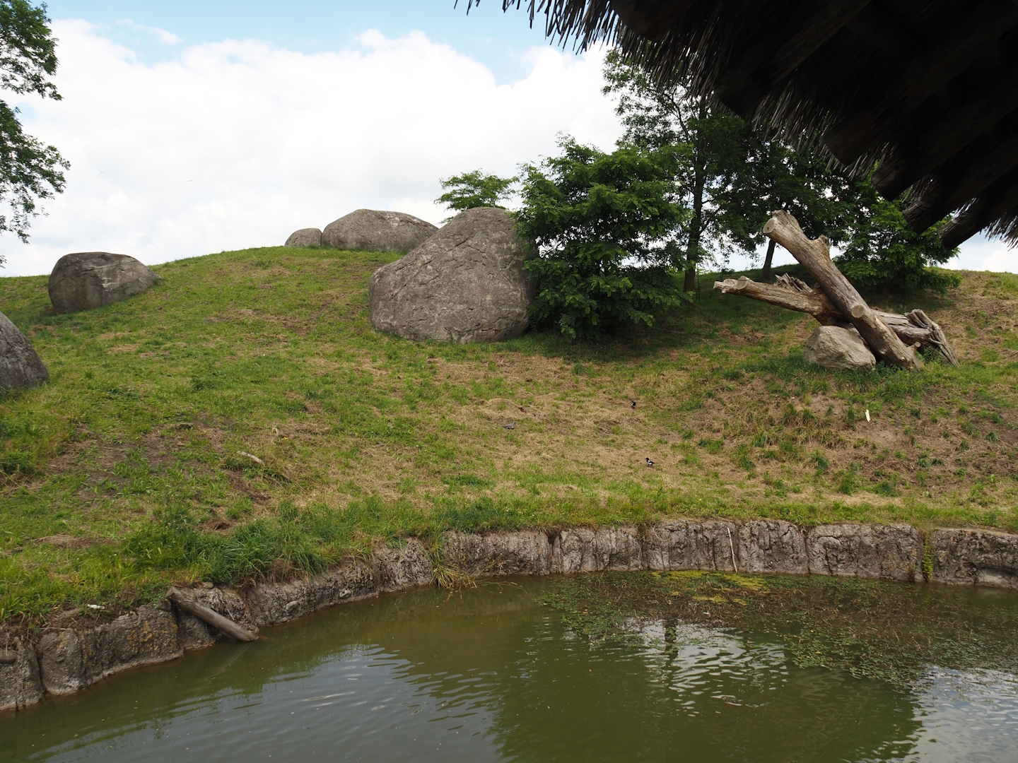Serenga - African lion exhibit, 2024-06-23