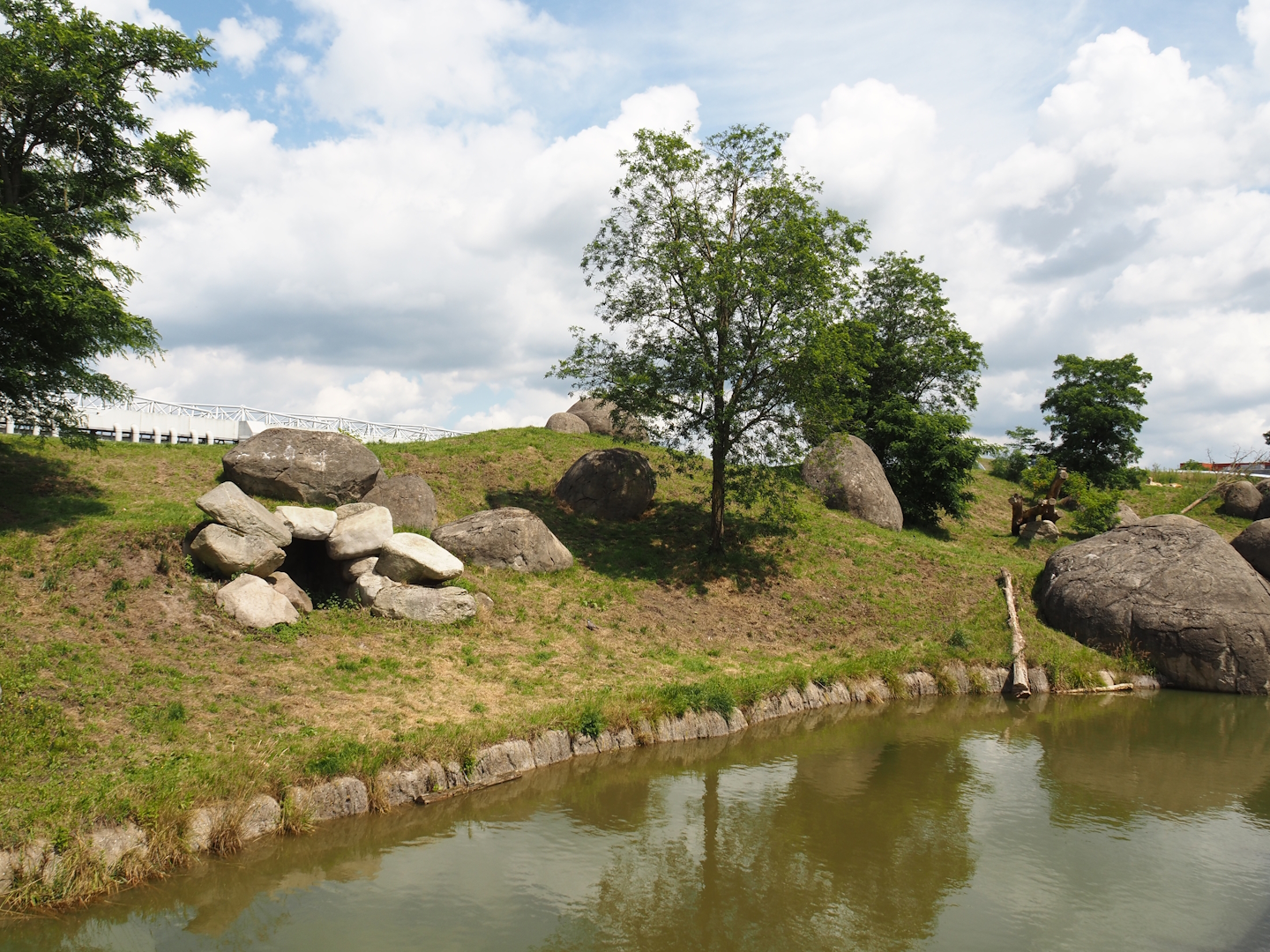 Serenga - African lion exhibit, 2024-06-23