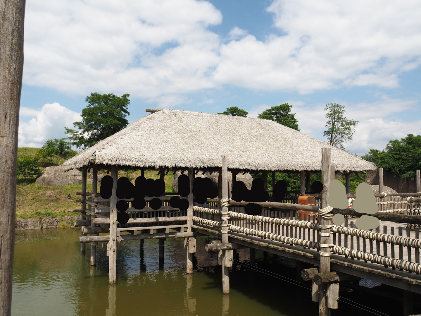 Serenga - African lion viewing area, 2024-06-23