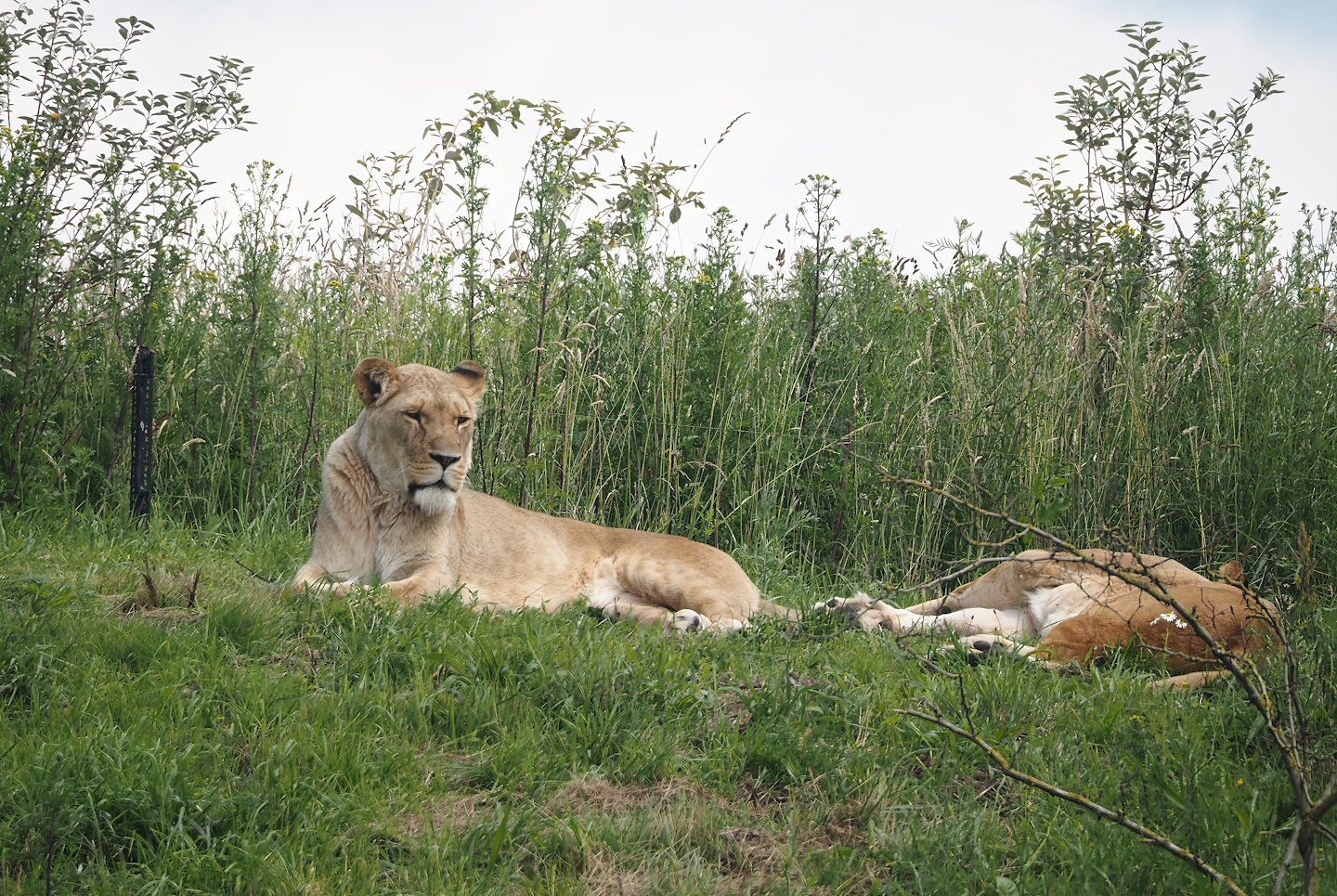 Serenga - African lioness (Panthera leo), 2024-06-23