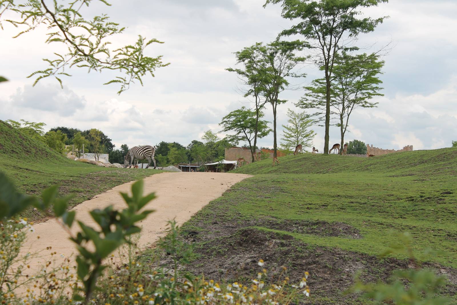 SERENGA - African plain