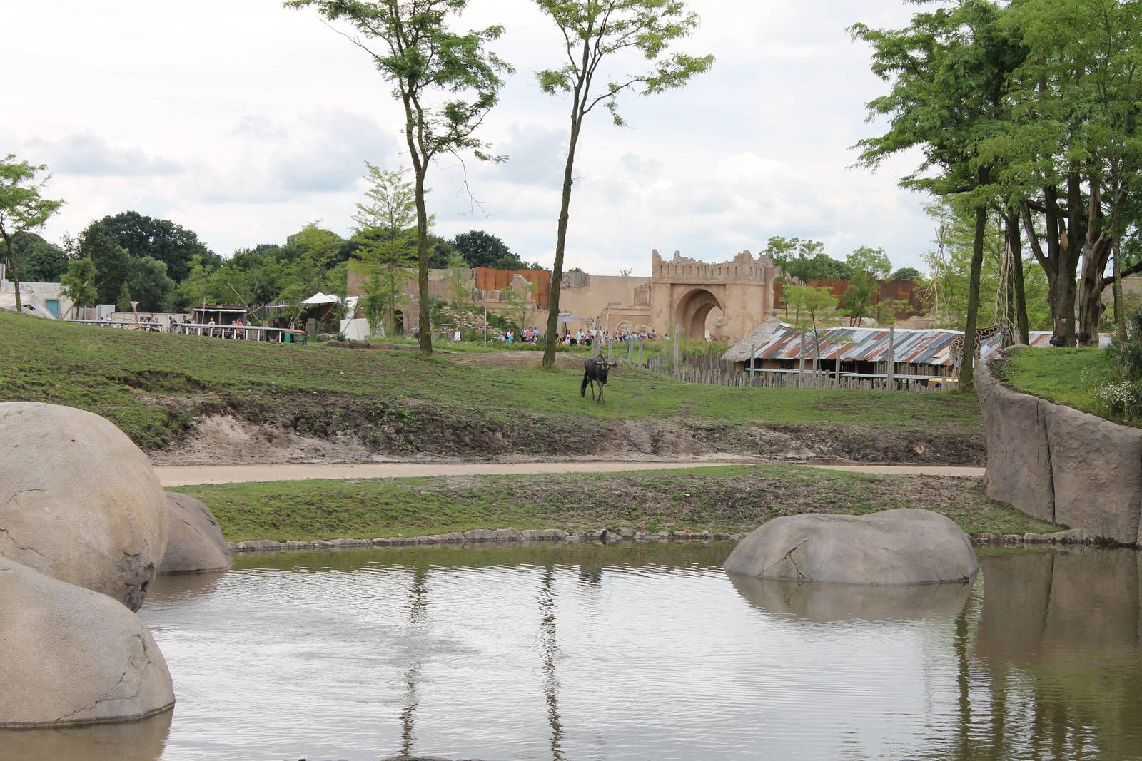 SERENGA - African plain