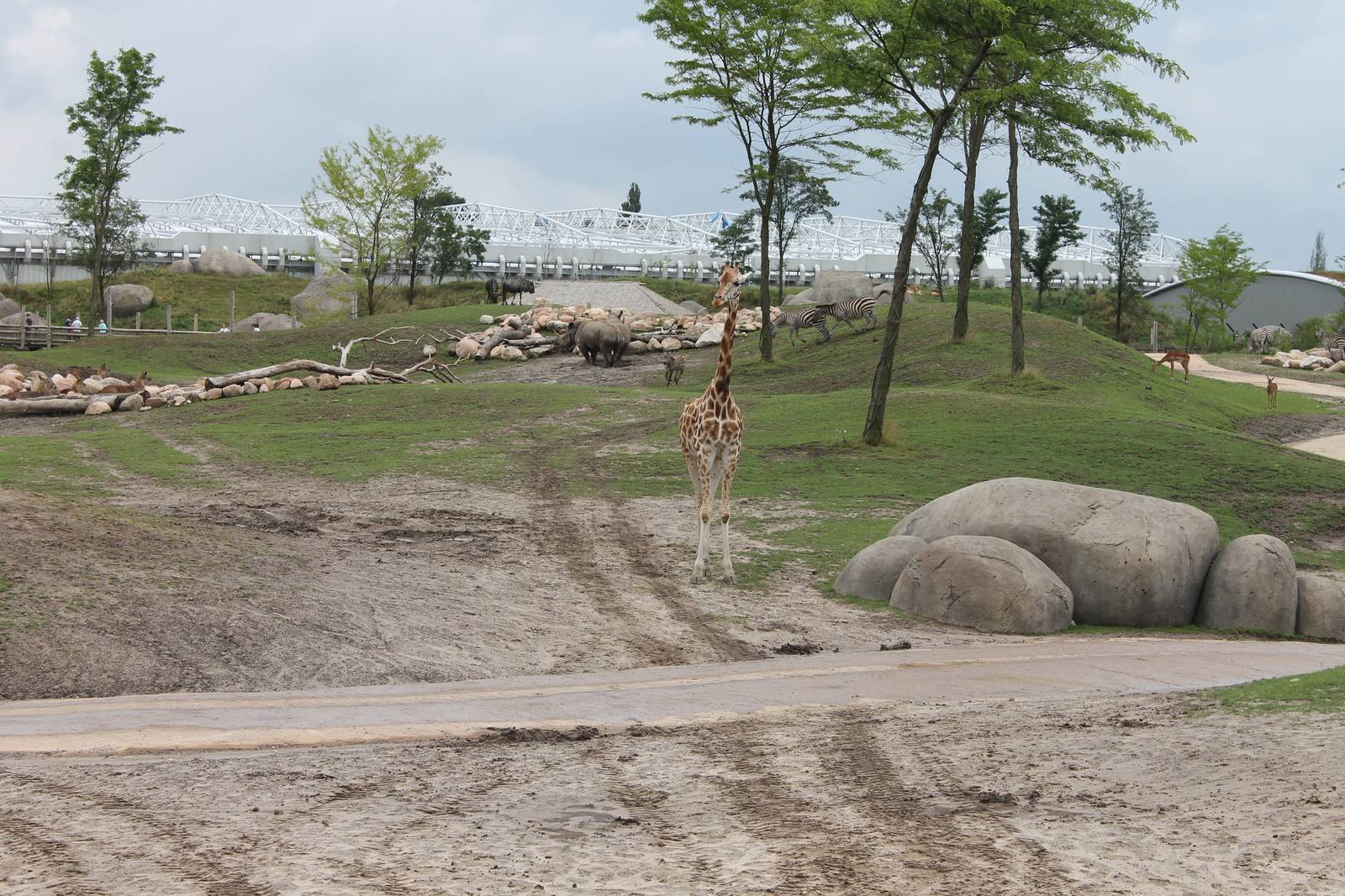 SERENGA : African plain