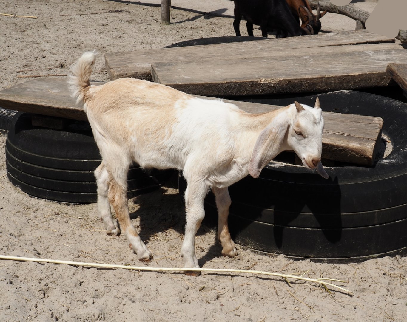 Serenga - Anglo-Nubian goat (Capra hircus), 2024-06-23