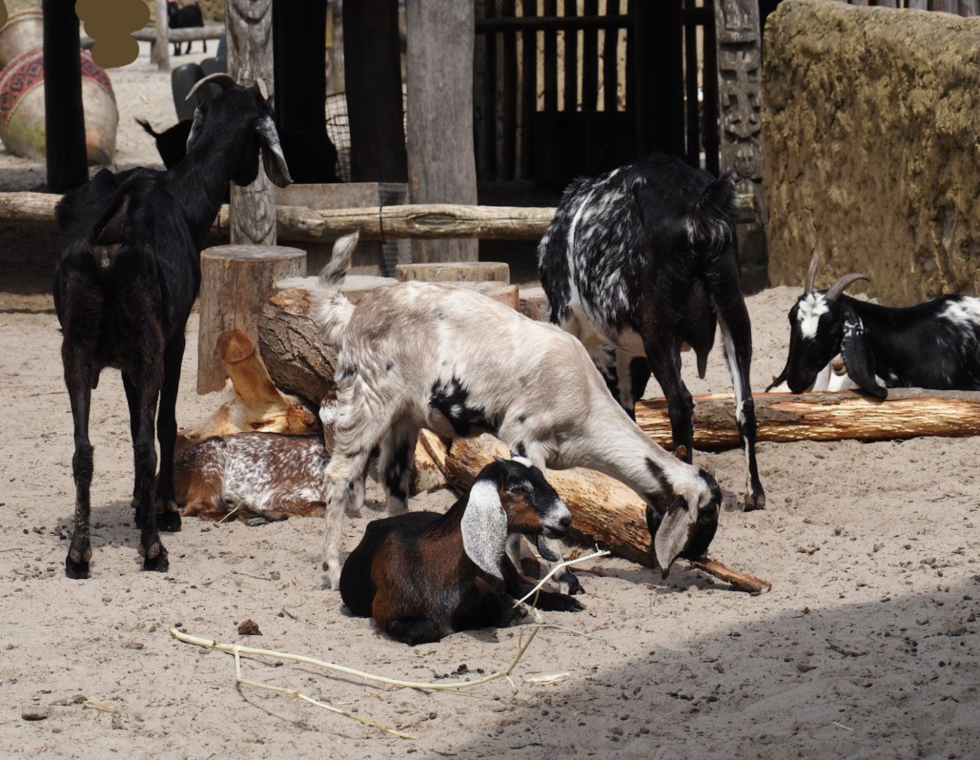 Serenga - Anglo-Nubian goats (Capra hircus), 2024-06-23