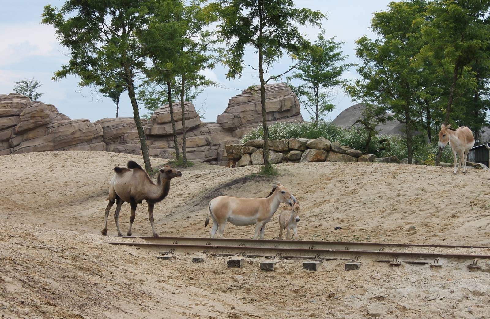 SERENGA - Bactrian camel and Onagers