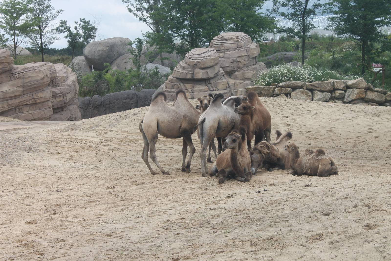 SERENGA - Bactrian camels