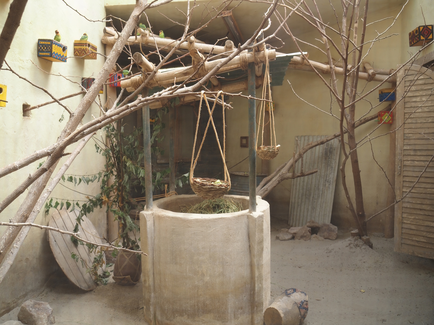 Serenga - Black-cheeked lovebird and Harlequin quail aviary inside Momma's Restaurant, 2024-06-23