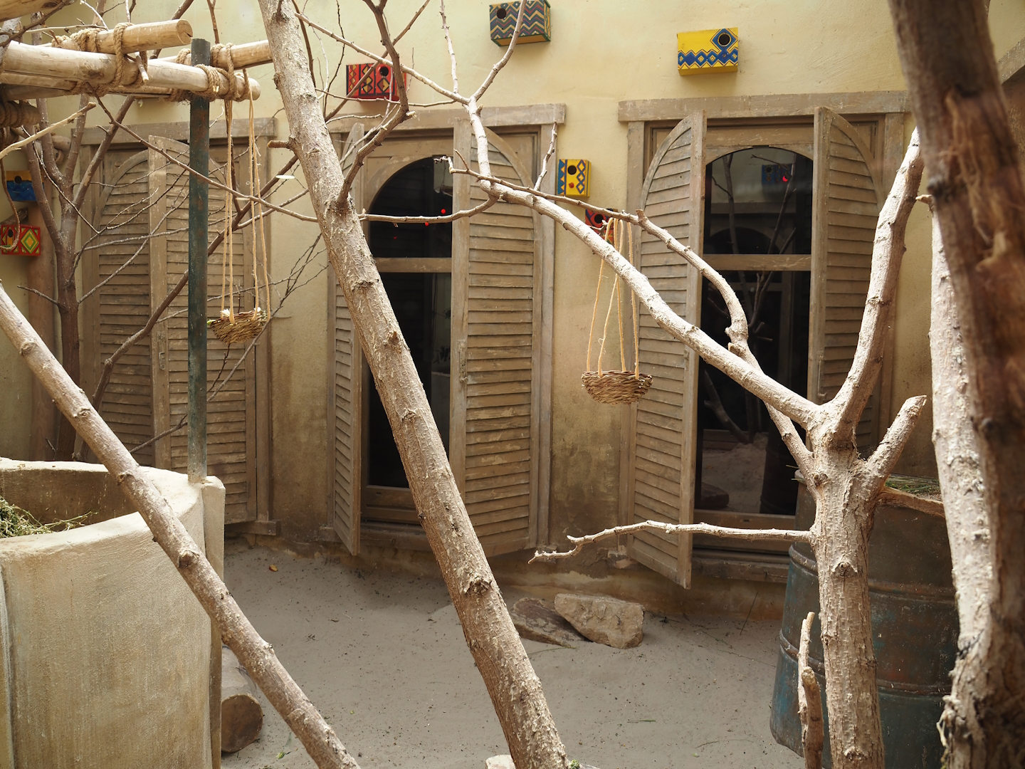 Serenga - Black-cheeked lovebird and Harlequin quail aviary inside Momma's Restaurant, 2024-06-23
