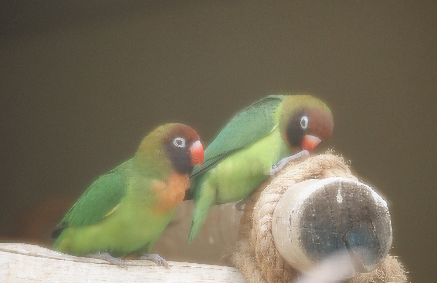 Serenga - Black-cheeked lovebirds (Agapornis nigrigenis), 2024-06-23
