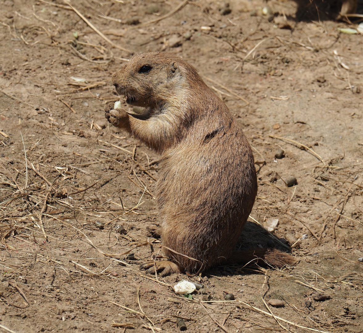 Serenga - Black-tailed praire dog (Cynomys ludovicianus), 2024-06-23
