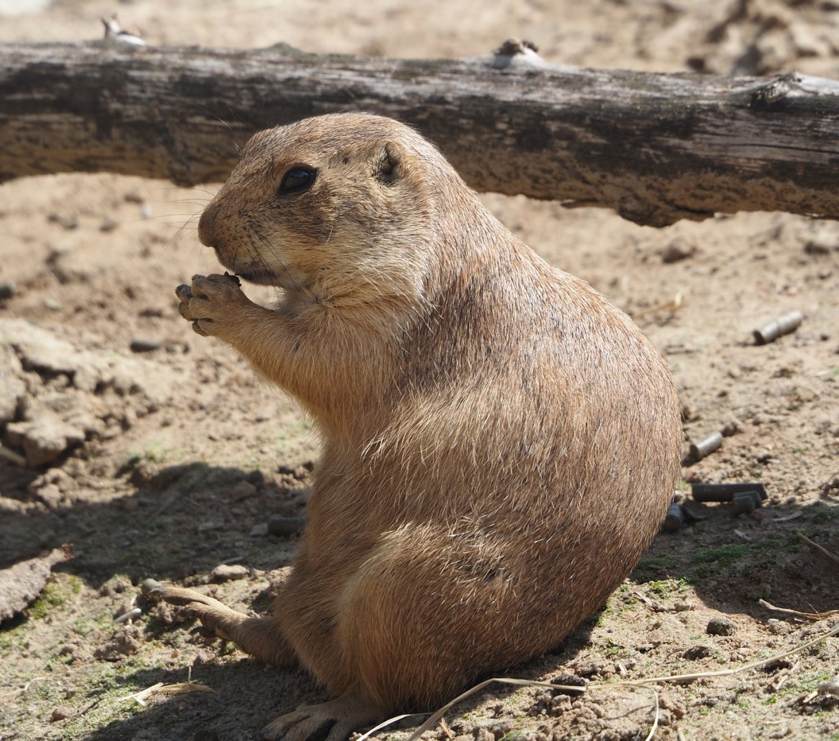 Serenga - Black-tailed praire dog (Cynomys ludovicianus), 2024-06-23