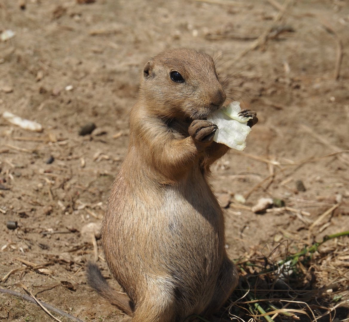 Serenga - Black-tailed praire dog (Cynomys ludovicianus), 2024-06-23
