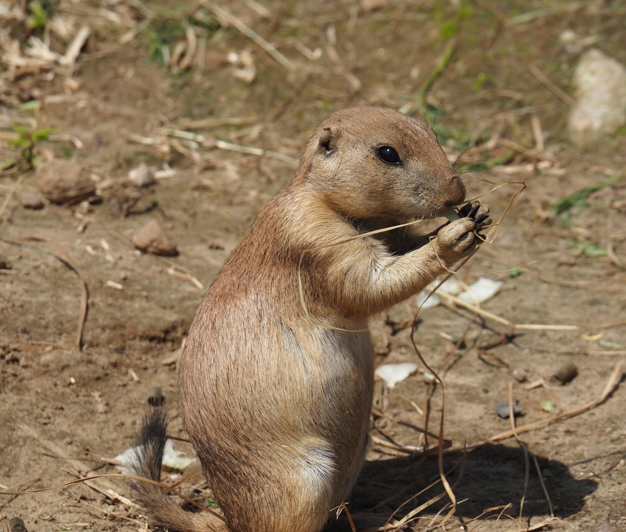Serenga - Black-tailed praire dog (Cynomys ludovicianus), 2024-06-23