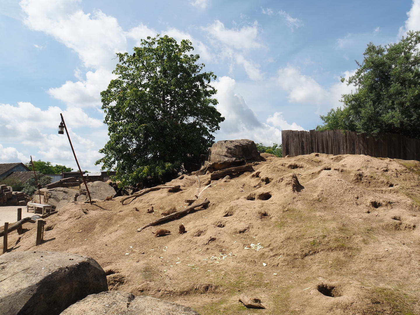 Serenga - Black-tailed prairie dog walk-through exhibit, 2024-06-23
