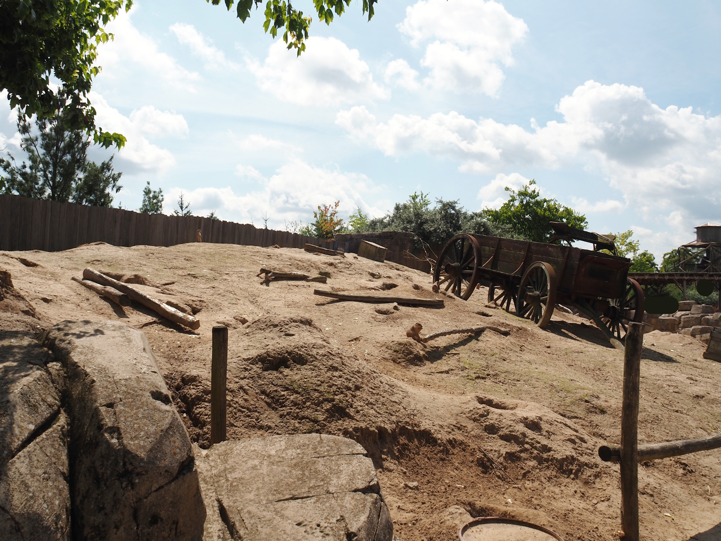 Serenga - Black-tailed prairie dog walk-through exhibit, 2024-06-23