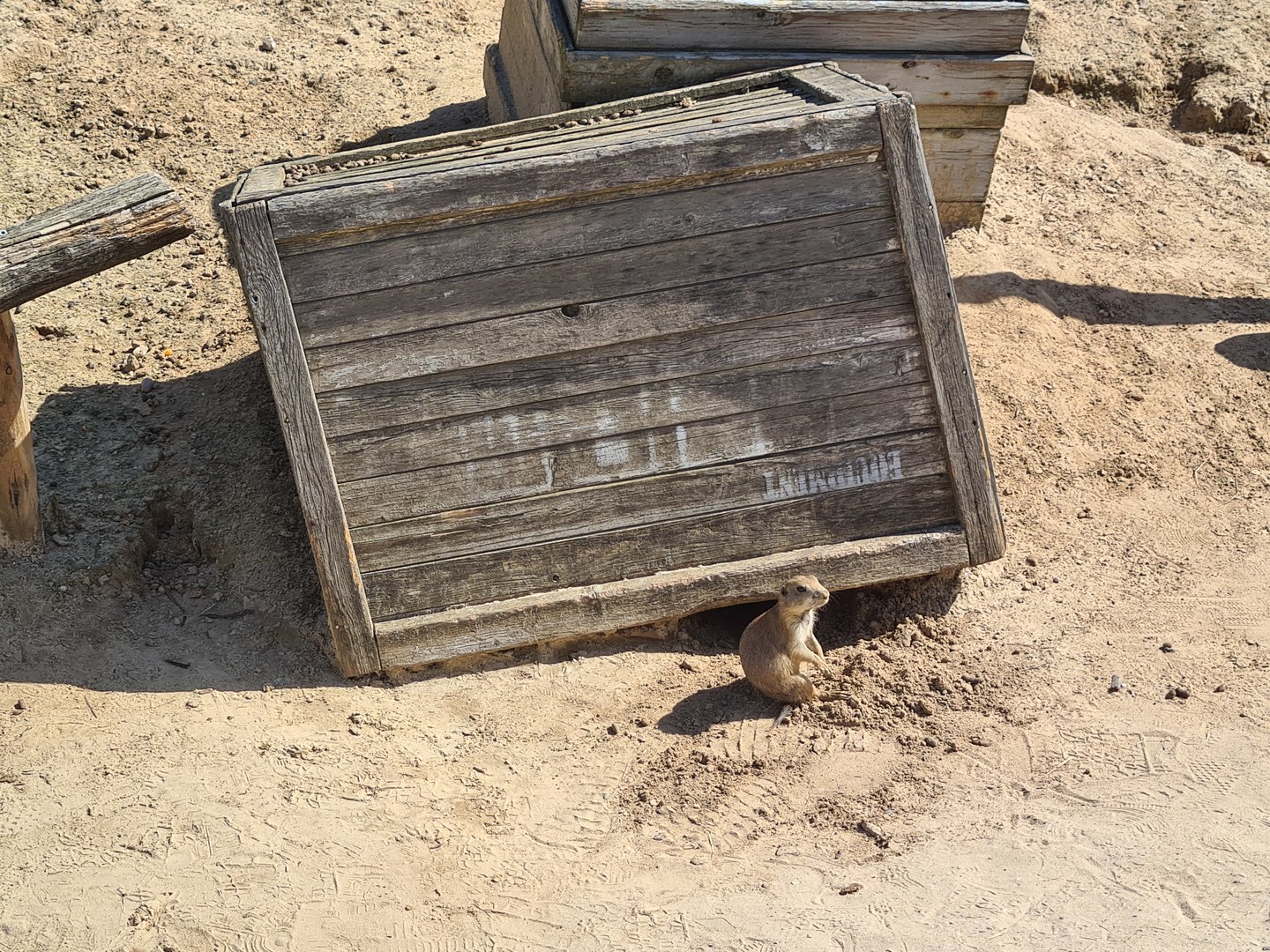 Serenga - Black-tailed prairiedog