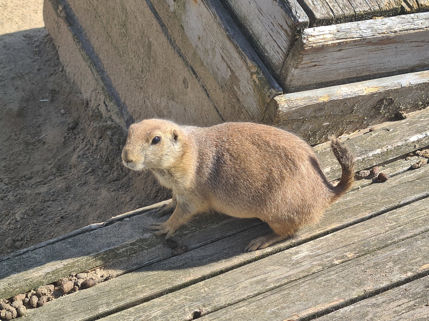 Serenga - Black-tailed prairiedog