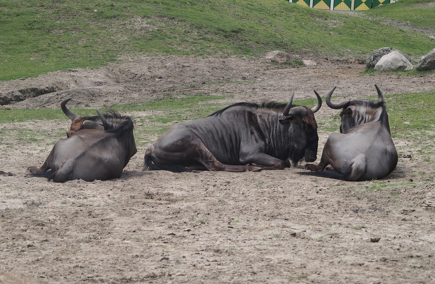 Serenga -  Blue wildebeest (Connochaetes taurinus taurinus), 2024-06-23