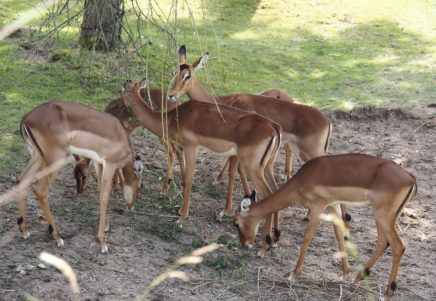 Serenga - Common impala (Aepyceros melampus melampus), 2024-06-23